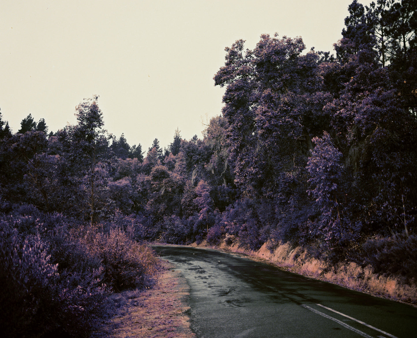 Lomo Purple XR100-400 35mm
