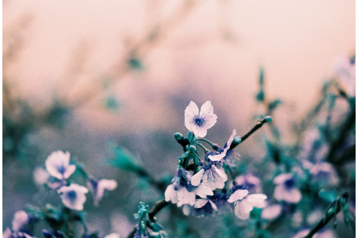Lomo Turquoise 35mm
