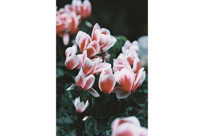 LomoChrome Color 92 - 120